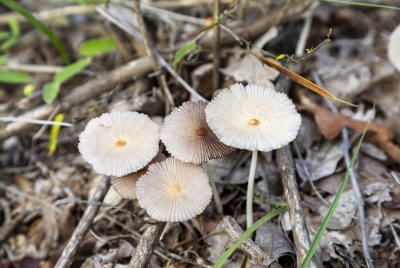 Pleated Inkcap mushrooms 2020